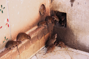 Место обитание крыс дома