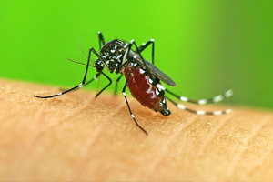 Опасность комаров