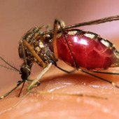 Борьба-с-комарами-в-квартире