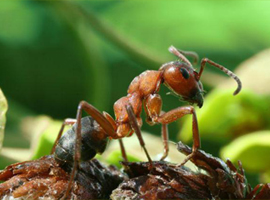 Маленький лесной (голоспинный) муравей