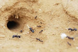 Муравьи в доме – муравьи на участке