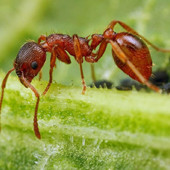 Рыжий муравей