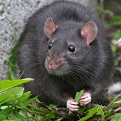 Черная-крыса выведение