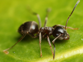 Черный садовый (лазий) муравей