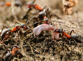 рыжие муравьи